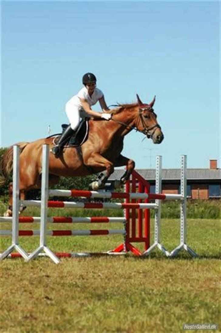 Frederiksborg Kiara - Også til hippodromspringning, de ender med at springe 120 cm, ved ikke lige hvor højt det er her. billede 14