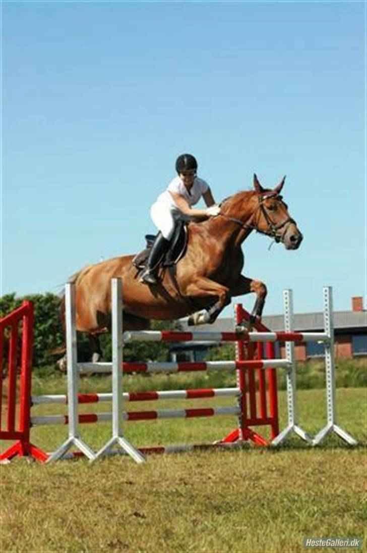 Frederiksborg Kiara - Så er det lige før de er nået op på 120 cm  billede 15