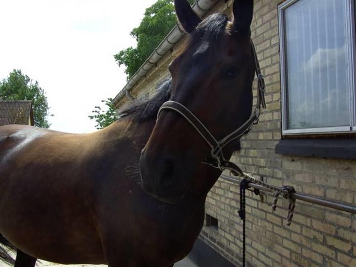 Oldenborg VESTERGÅRDENS STAR DANCE 23/7-23 † - Star 2008. 7 år gammel.  Billede: Mig billede 5