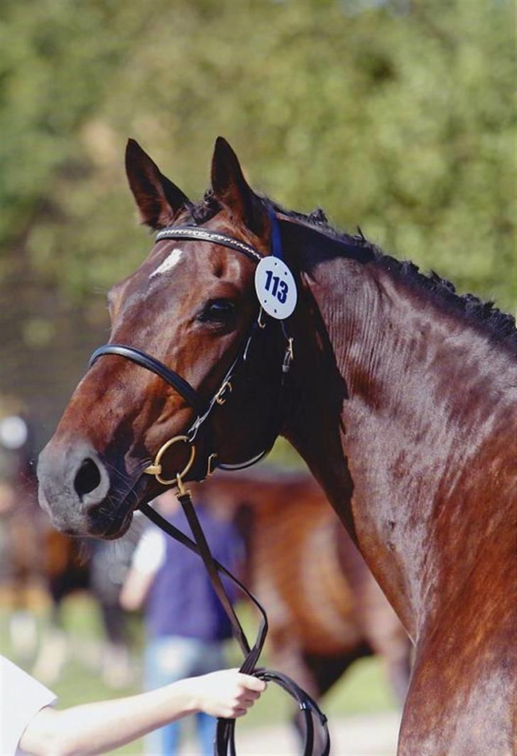 Oldenborg VESTERGÅRDENS STAR DANCE 23/7-23 † - Star til Dansk oldenborg kåring 2008 Billede: Prof. fotograf fra Ridehesten.dk billede 9