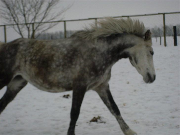 Anden særlig race Macy Gray *gl. halvpart*  billede 11