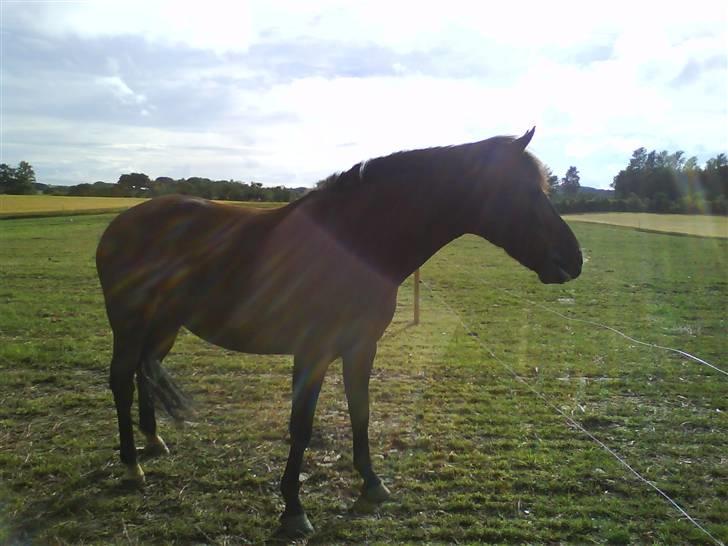 Anden særlig race Lady Madonna<3! - WOW! spændene.. billede 2