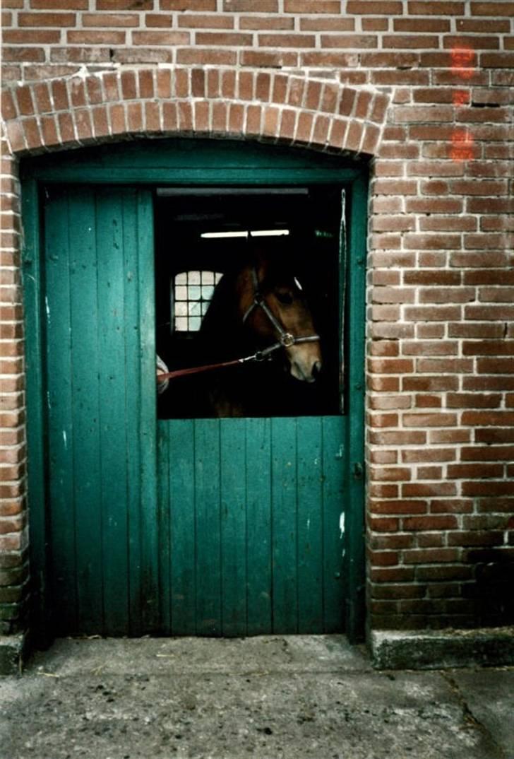 Anden særlig race (¯`v´¯ )Malou(efterlyses) - Her står hun i stalden ved Rikke billede 14