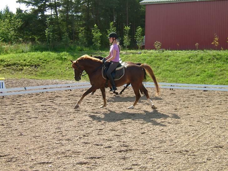 DSP Boccacio:<3 SOLGT :( - gallop billede 13