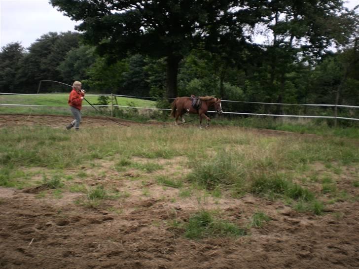 Hollandsk Sportspony Golden Rexter (Rex) billede 7