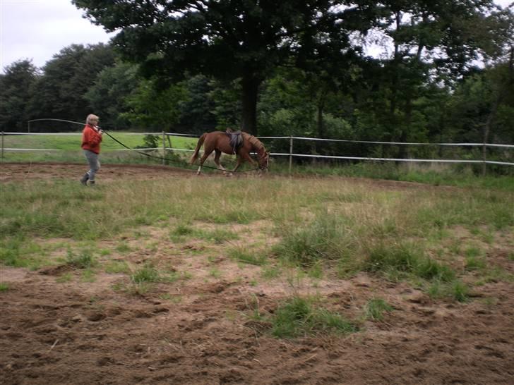 Hollandsk Sportspony Golden Rexter (Rex) billede 8