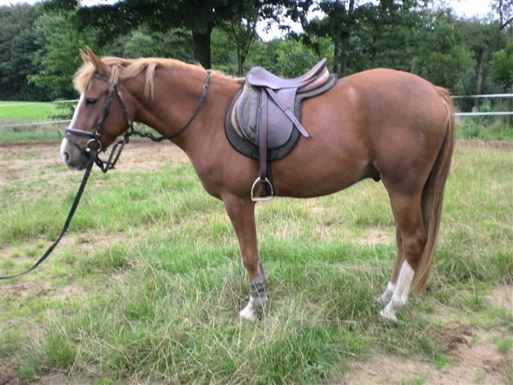 Hollandsk Sportspony Golden Rexter (Rex) billede 9