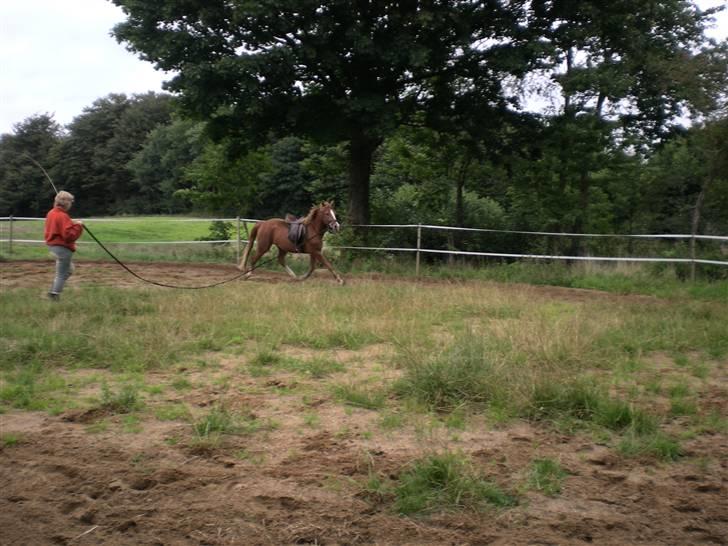 Hollandsk Sportspony Golden Rexter (Rex) billede 11