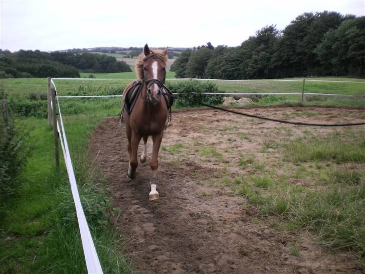 Hollandsk Sportspony Golden Rexter (Rex) billede 14