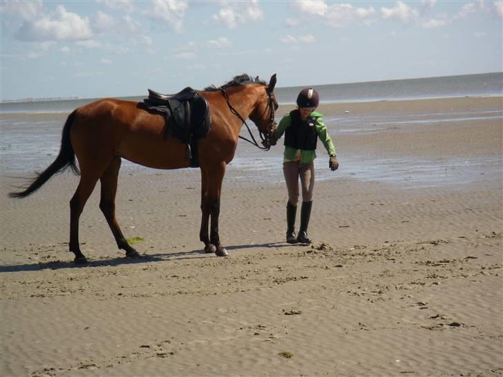 Arasier kana <3 - Død :( - på stranden  billede 3