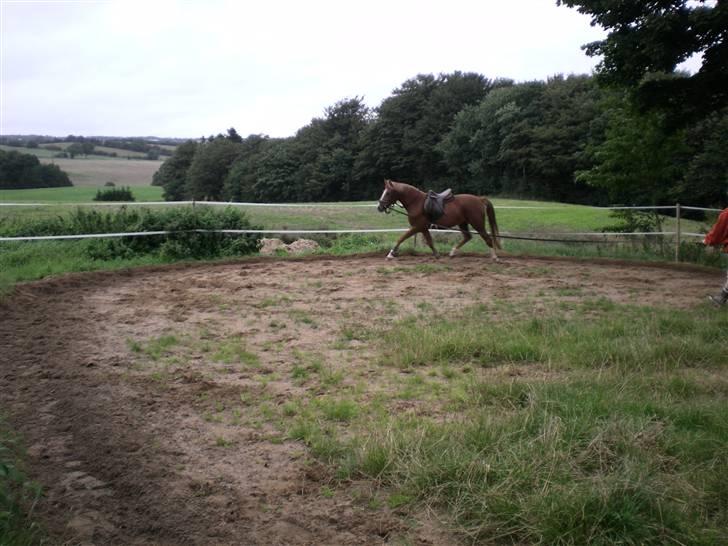 Hollandsk Sportspony Golden Rexter (Rex) billede 15