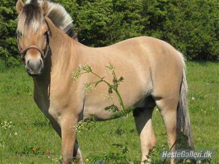Fjordhest Larsen  "Lasse" solgt - Sommer 2009 lækker hingst  billede 7