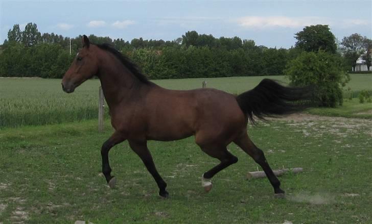 Hollandsk Varmblod Worgard <'3 Vuk - Velkommen til Vuk´s profil.. Verdens smukkeste Hest <´3 billede 1