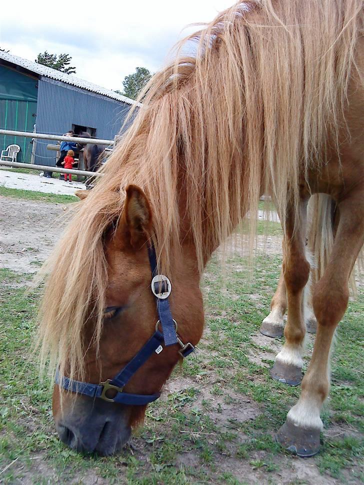 Islænder Laufa f Birkegården SOLGT - 2) du er så smuk lille´gul <3 billede 2