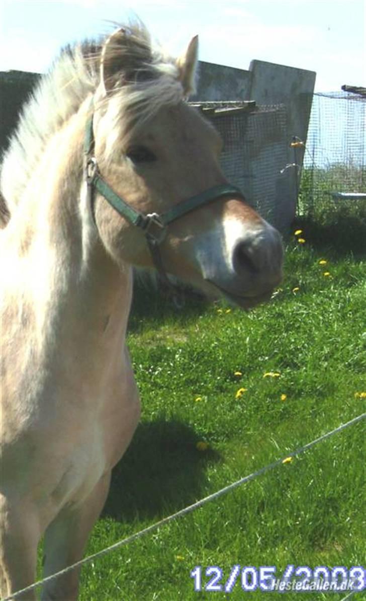 Fjordhest Larsen  "Lasse" solgt - Billede fra da søde Anne G havde ham billede 9
