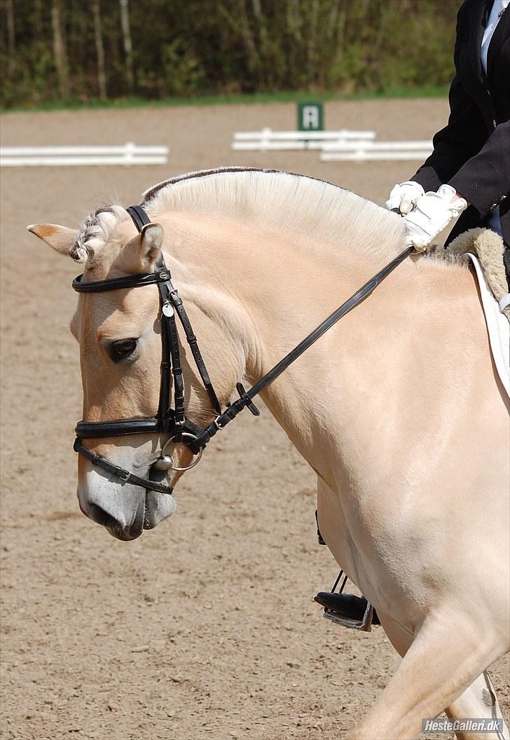 Fjordhest Faldborgs Sofie  - region øst kup d 9/5 - foto Mette Hassing billede 3