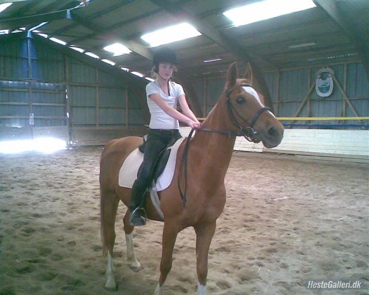 Sportsaraber (A) Misty billede 12