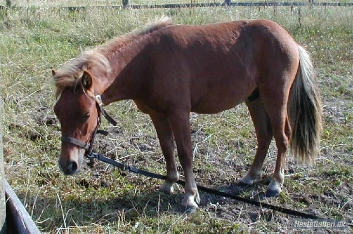 Shetlænder Don B - Don B - 1 år - billed fra tidl ejer billede 10