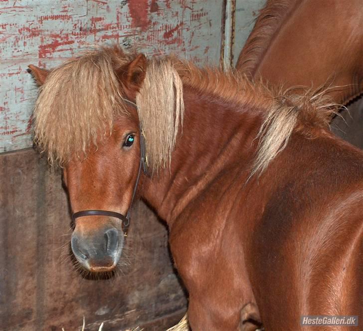 Shetlænder Don B - 2 år - billed fra tidl ejer billede 11