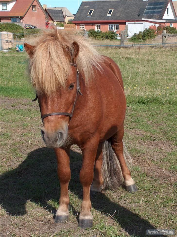 Shetlænder Don B - 2 år - billed fra tidl ejer - han er bare så sød på de billeder, er så glad for at jeg måtte få dem. billede 12
