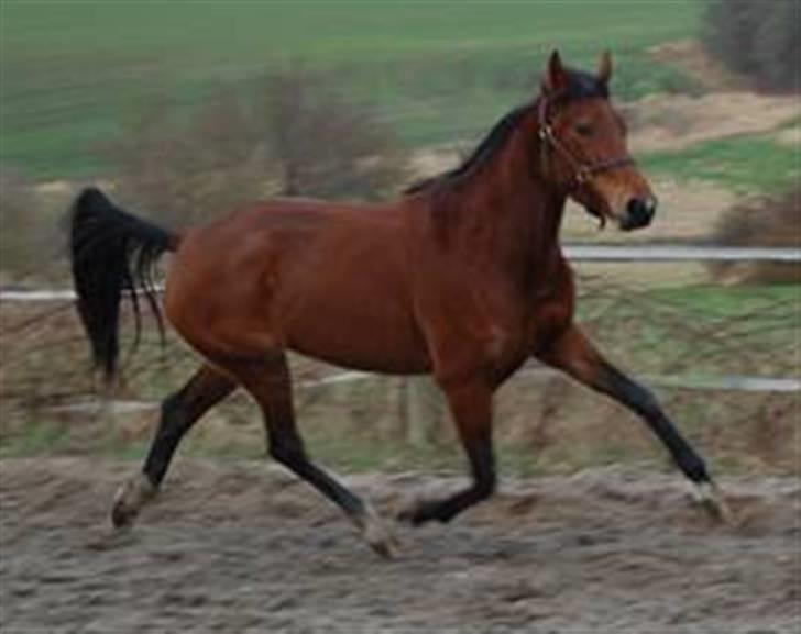 Traver Light My Fire (Kiara) - Drøn på billede 2