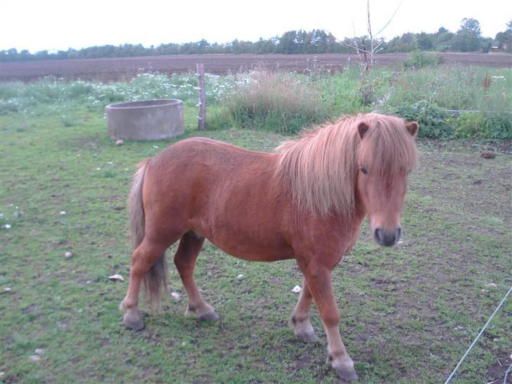 Shetlænder Don B - så flot han er billede 13