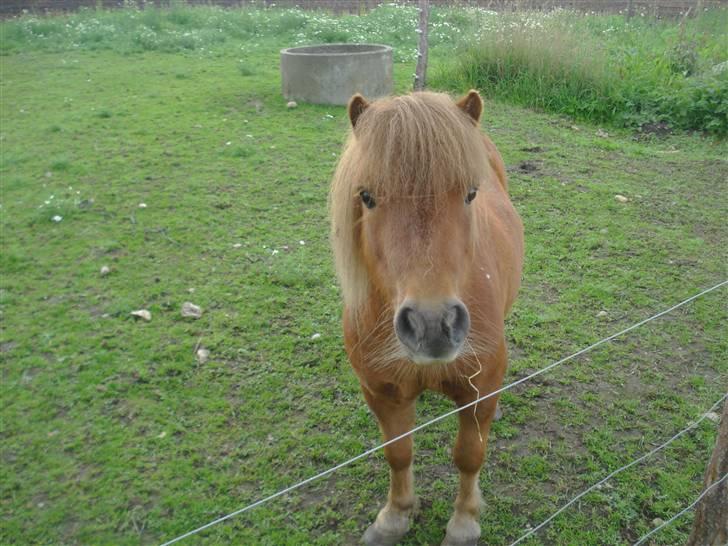 Shetlænder Don B billede 14