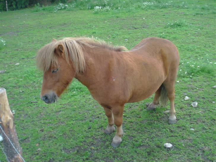 Shetlænder Don B - så flot pels han har fået billede 15