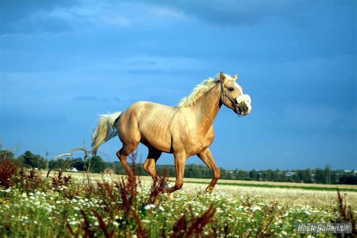 Palomino Kvolsbæk's Don DaVinci - ude at løbe - Charlotte har taget billed billede 19