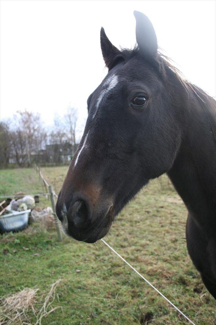 Traver Ideal Højbo (Sammy) - SMIL du er på!  billede 1