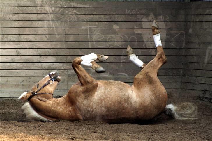 Palomino Kvolsbæk's Don DaVinci - Runde runde - Arghhh det klør! billede 20