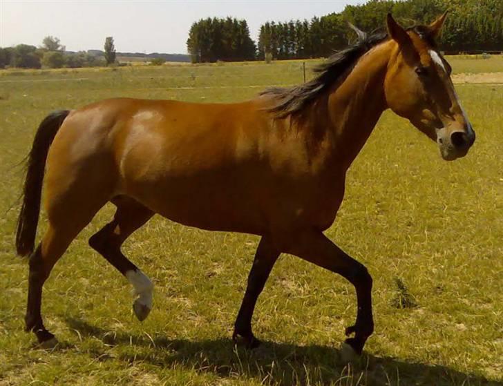 Standardbred Ifront Skalflex *RIP* billede 11