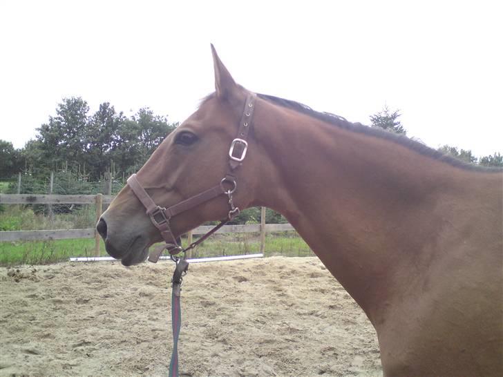 Anden særlig race Amiga  ¤¤ XPart ¤¤ R.I.P billede 18