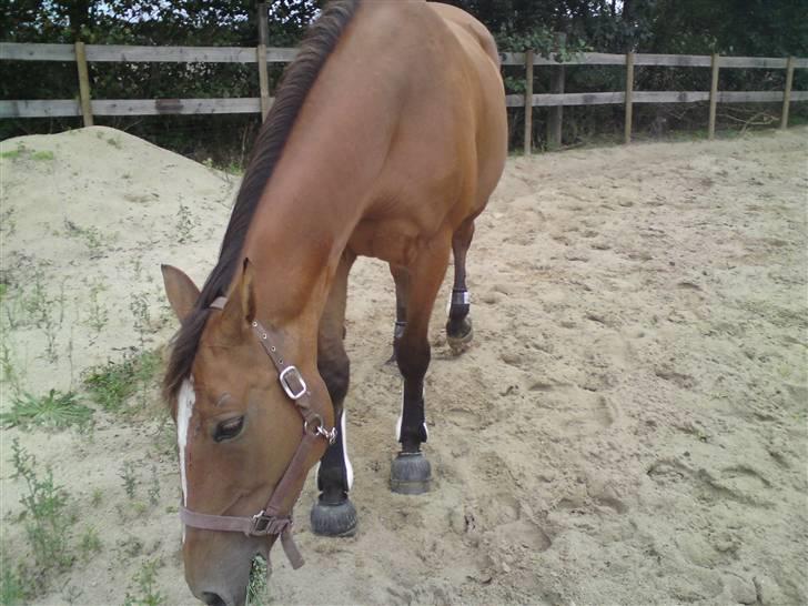 Anden særlig race Amiga  ¤¤ XPart ¤¤ R.I.P billede 19