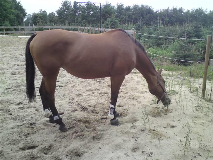 Anden særlig race Amiga  ¤¤ XPart ¤¤ R.I.P billede 20