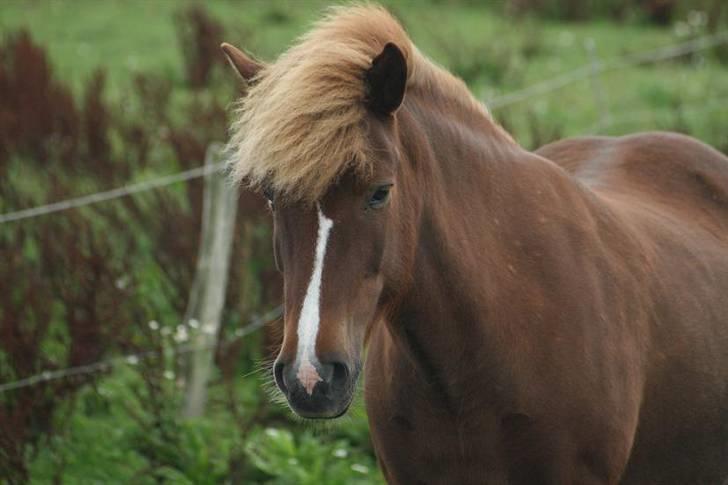 Islænder Hervör frá Rödli SOLGT  - Foto: Tonny De Lasson billede 3