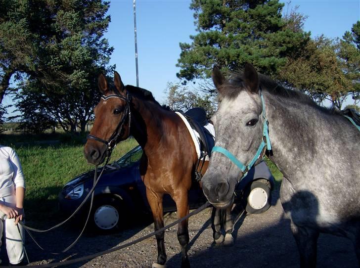 Knabstrupper Robin Surprise - Robin og hans mor Cille genforenes efter mange år adskildt :´) <3 billede 11