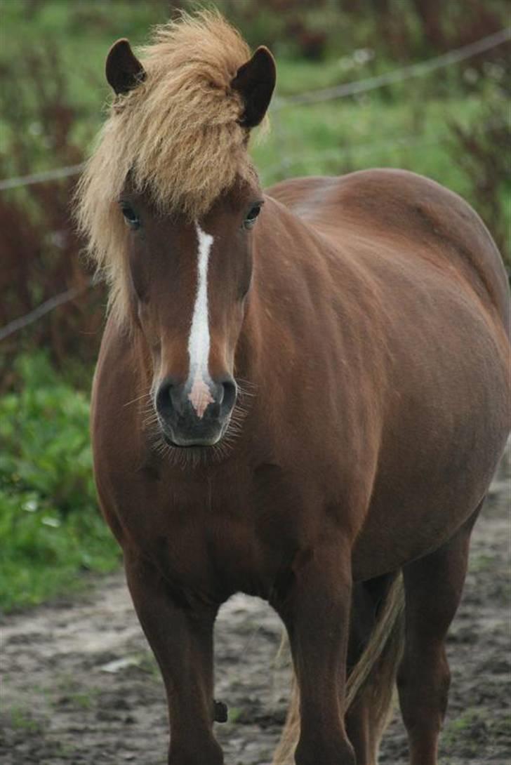 Islænder Hervör frá Rödli SOLGT  - Foto: Tonny De Lasson billede 4