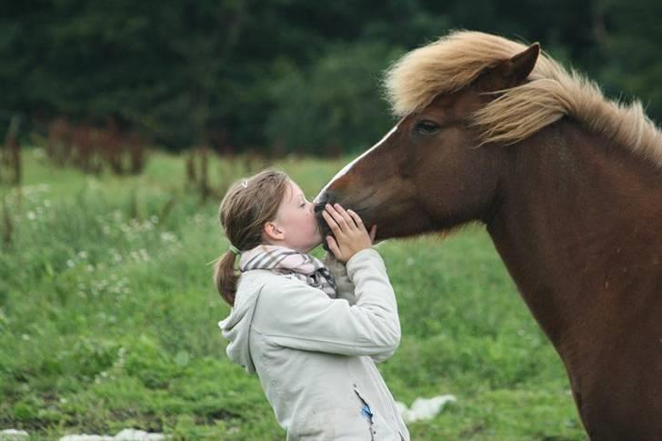 Islænder Hervör frá Rödli SOLGT  -  Foto: Tonny De Lasson billede 5