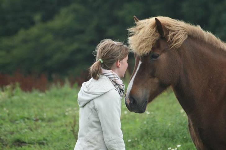 Islænder Hervör frá Rödli SOLGT  - Foto: Tonny De Lasson billede 6