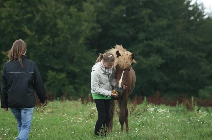 Islænder Hervör frá Rödli SOLGT  - Foto: Tonny De Lasson billede 8