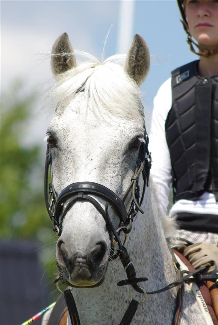 Irsk Sportspony Mistys Dream **SOLGT** - heei og velkommen til mistys profil.. :D  billede 1