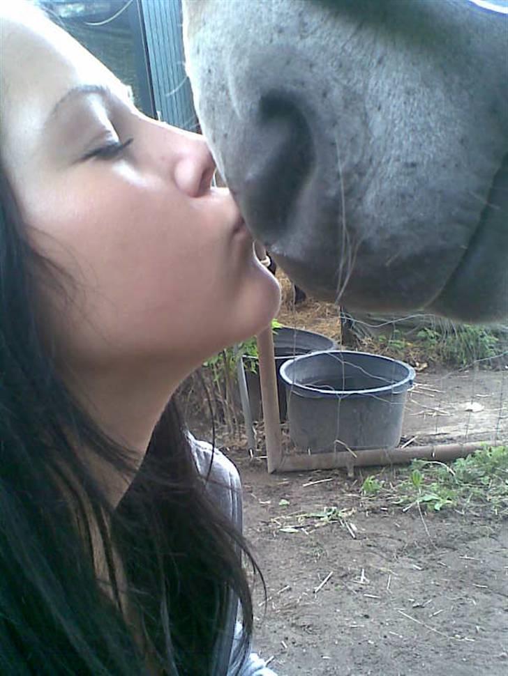 Fjordhest Snip billede 19