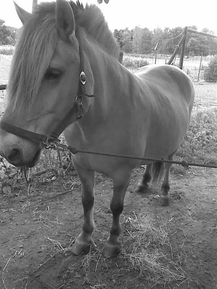 Fjordhest Snip billede 20