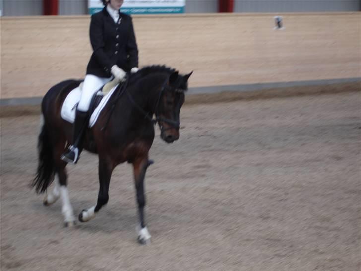 Anden særlig race Bette Hansen billede 12