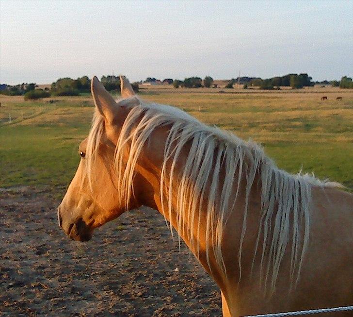 Anden særlig race Mainert Botoft - Er jeg ikke flot her i solen.. billede 16