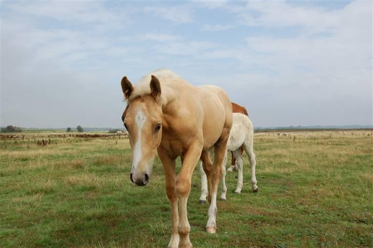 Anden særlig race Mainert Botoft - Hej hvad laver du.. Skal lige kigge med billede 17