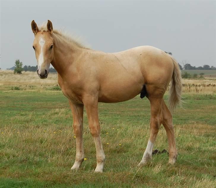 Anden særlig race Mainert Botoft - Jeg posere lige så billedet bliver så godt så muligt... Er dette fint nok..:) billede 18