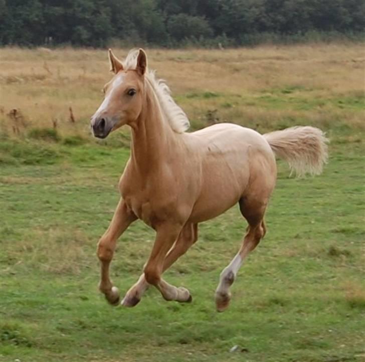 Anden særlig race Mainert Botoft - Jeeeeg koooommmmmeeeerrr mor!!!! billede 19