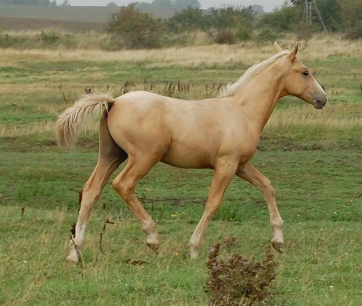 Anden særlig race Mainert Botoft - dadada jeg lunter lige over til min moder.. billede 20